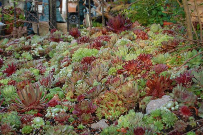 Sempervivum Dachwurz Hauswurz